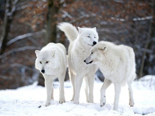 Lobo