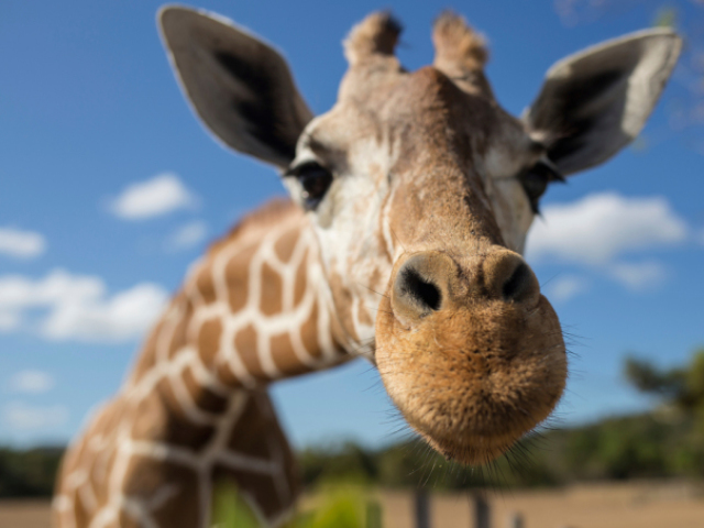 Girafa