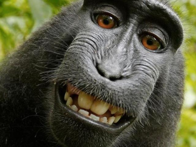 Qual animal te representa?