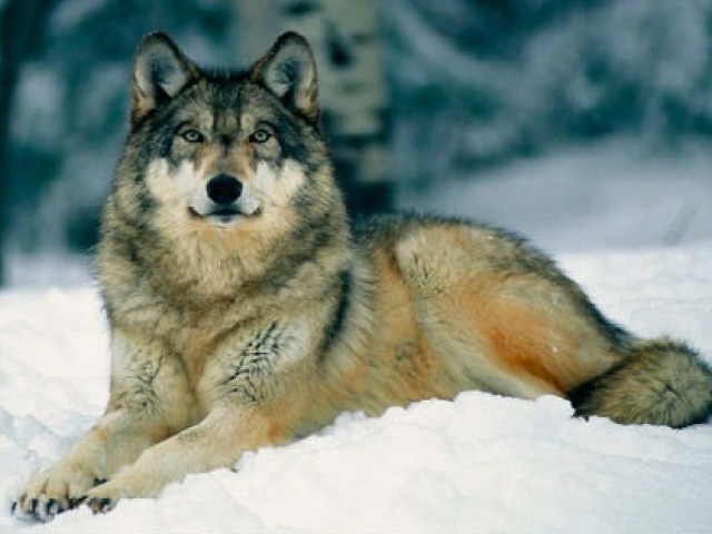 Lobo