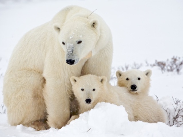 Urso: Polar, Panda, Pardo e etc