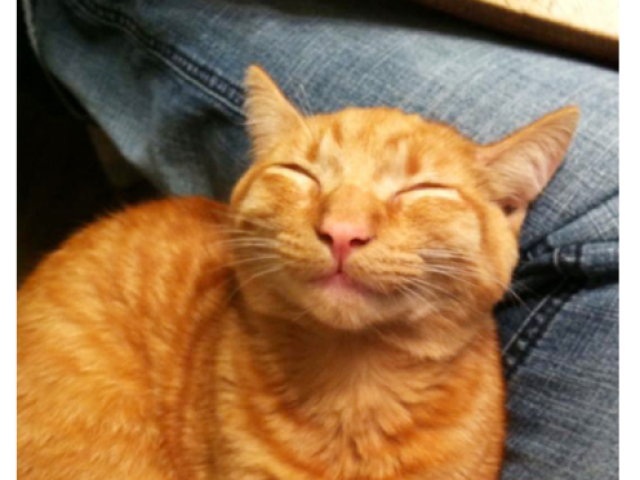 Gato