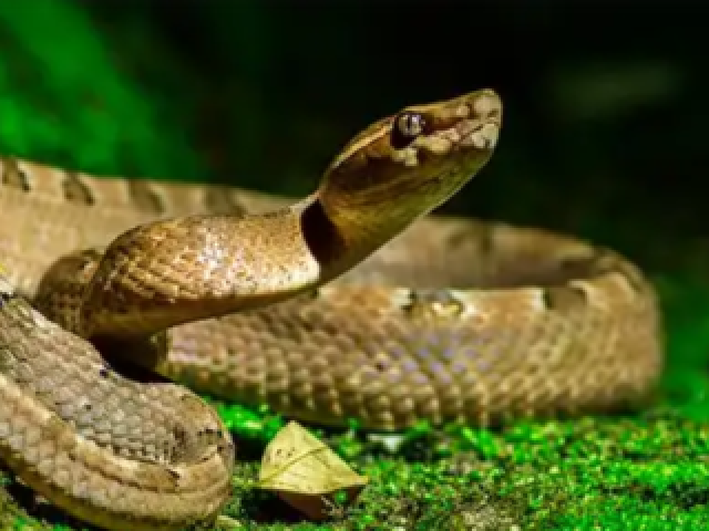 Cobra