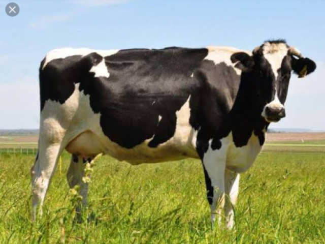 Vaca