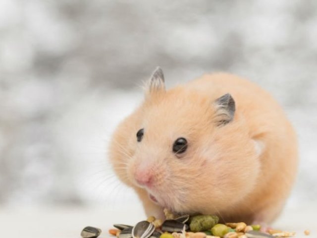 hamster