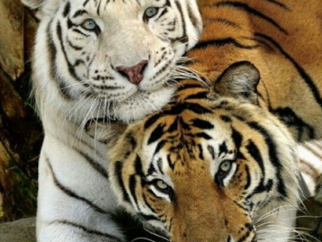 Tigre