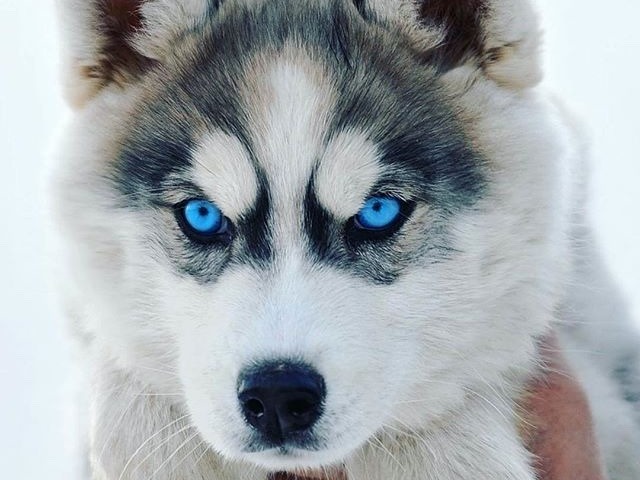 Husky siberiano