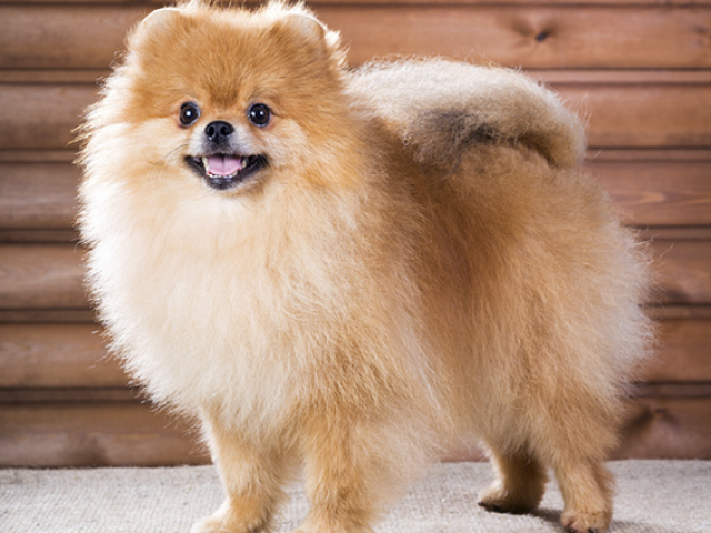 Lulu da pomerânia