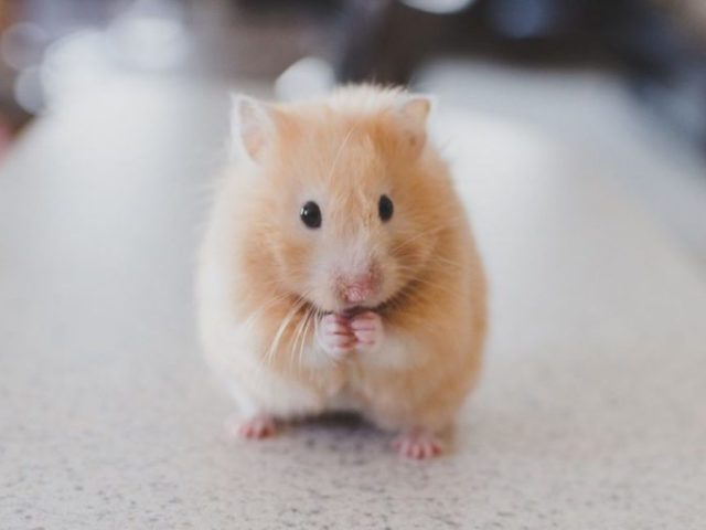 Hamster