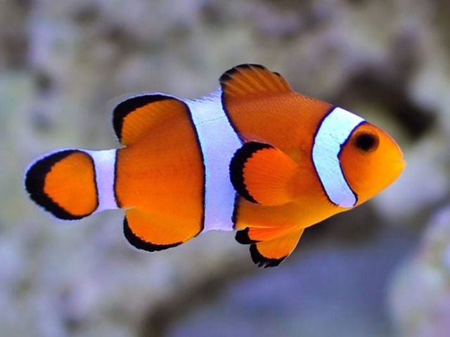 Peixe