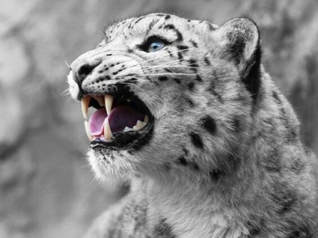 Leopardo-das-neves