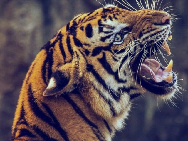Tigre
