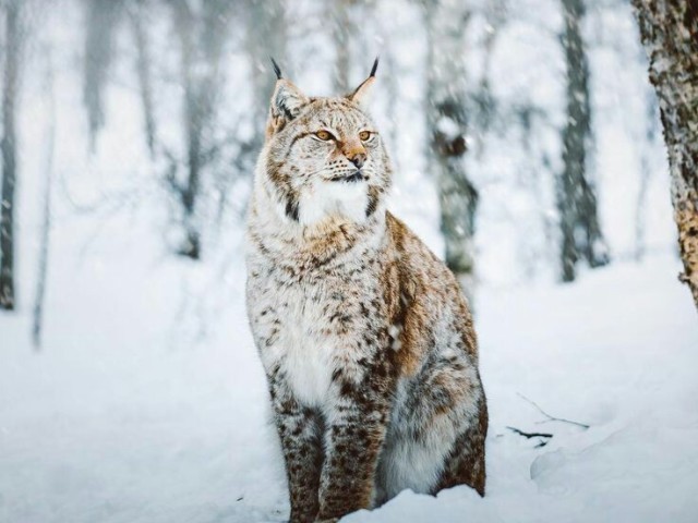 Lince