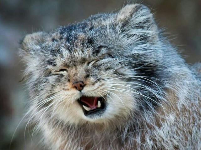 Gato-de-pallas