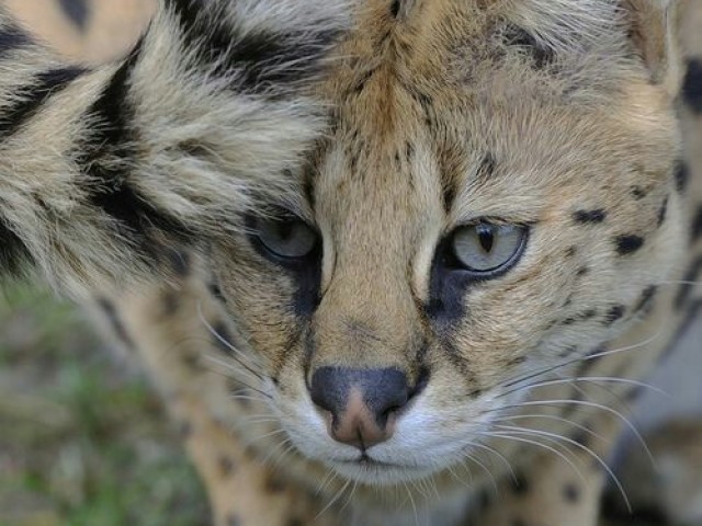 Serval