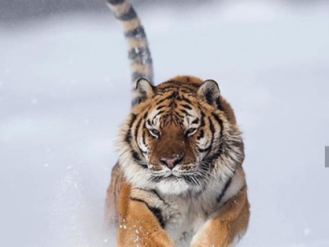Tigre