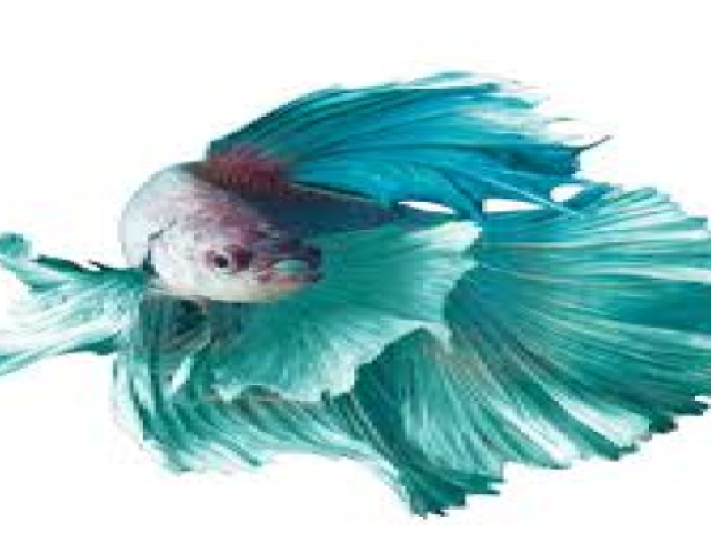 betta