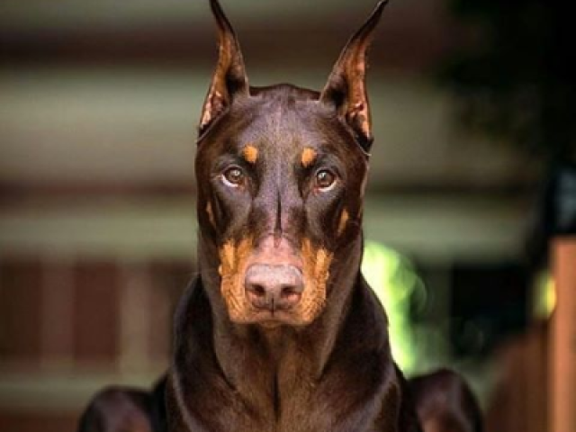Doberman