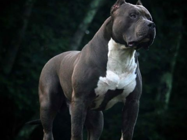 Pitbull