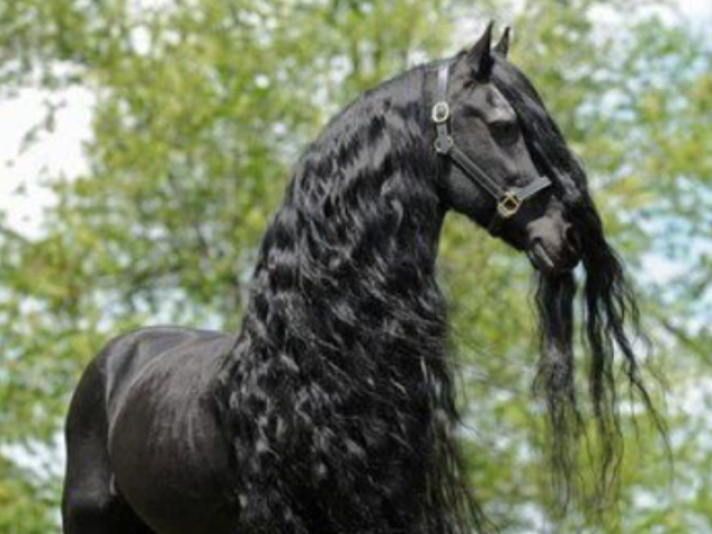 Cavalos pretos pois lembram os bravos e fortes!