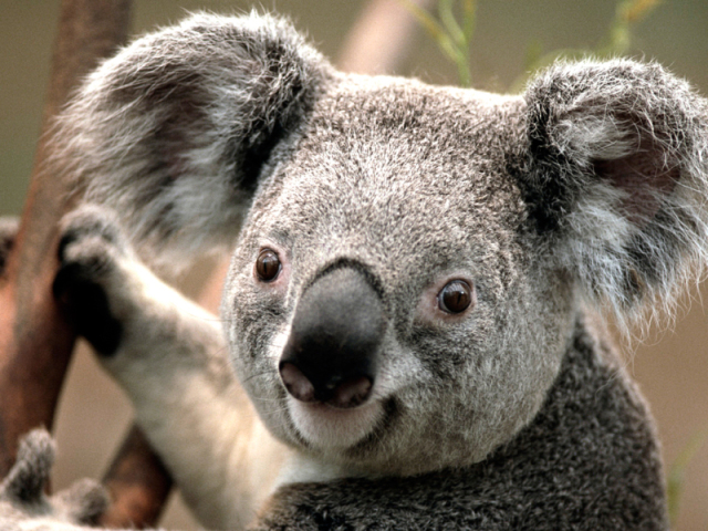 Qual o seu animal interior?