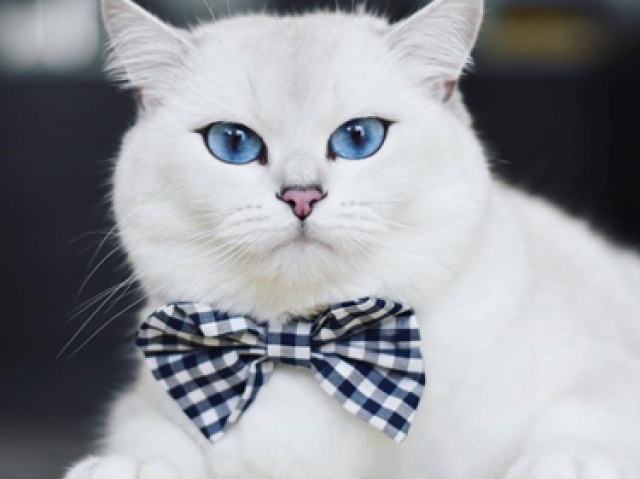 GATO!