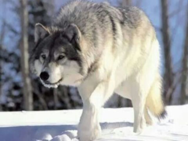 LOBO