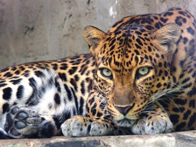 leopardo