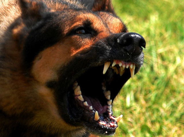 Em qual animal você se transformaria na hora da raiva?