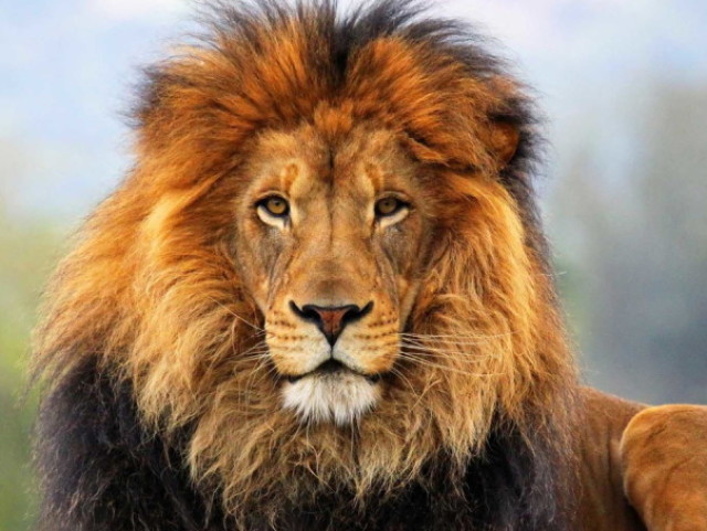 Leão