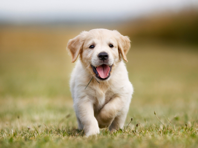 Cachorro