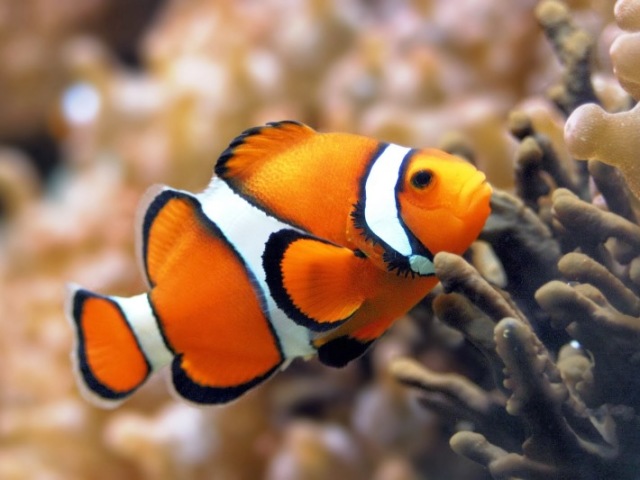 Peixe