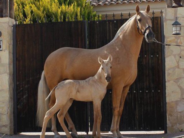 Qual cavalo você teria?