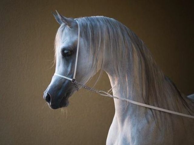 Cavalo árabe!