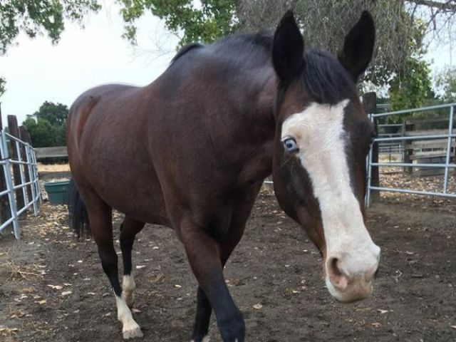 Paint Horse