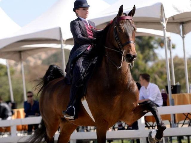 Tennessee walker!