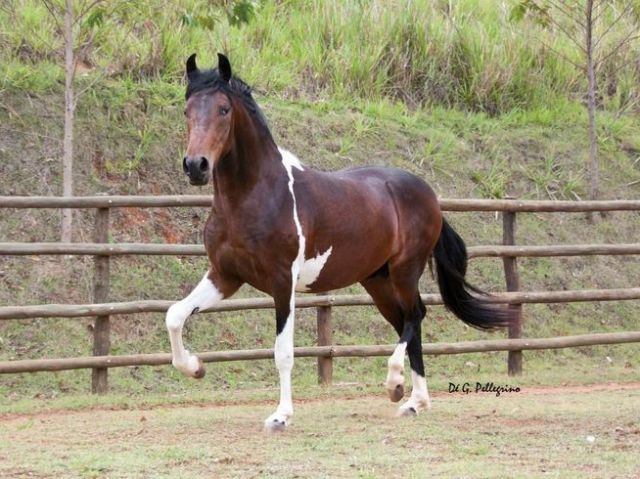 Mangalarga marchador!