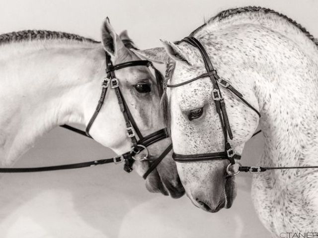Lusitano!