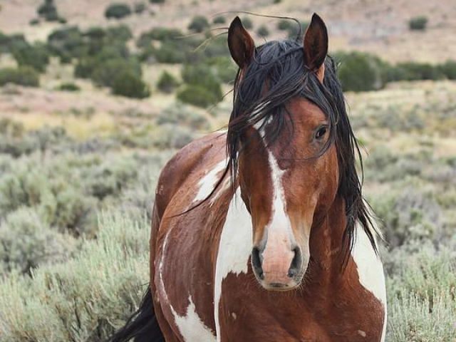 Mustang!