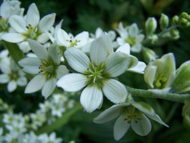 Veratrum