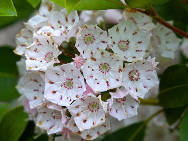 Kalmia latifolia