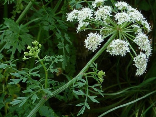 Oenanthe Crocata