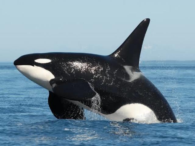 Orca.