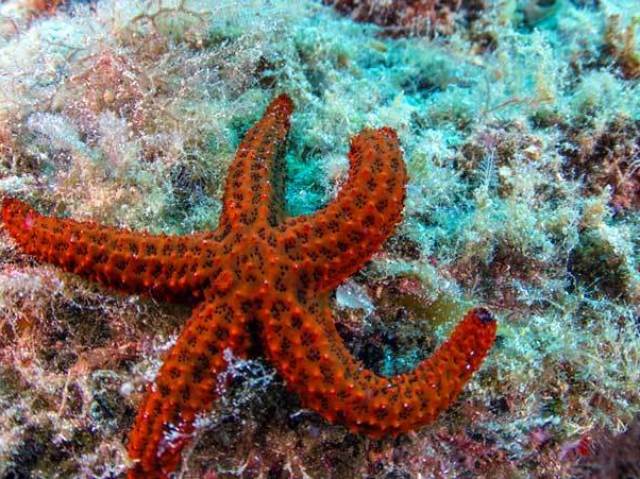 Estrela-do-mar