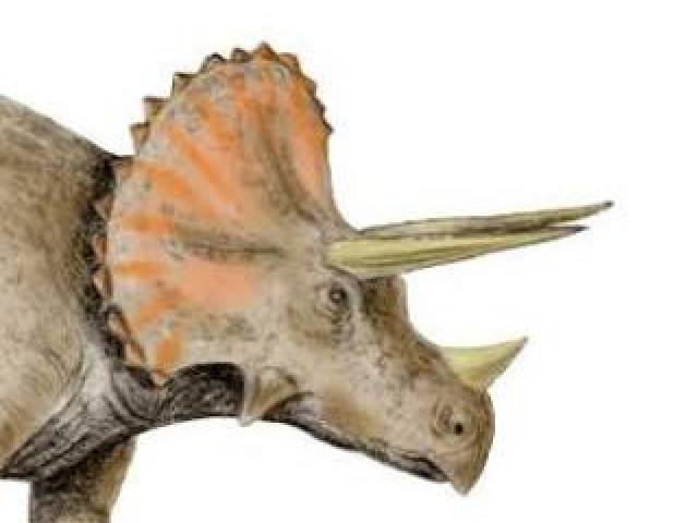 Triceratops