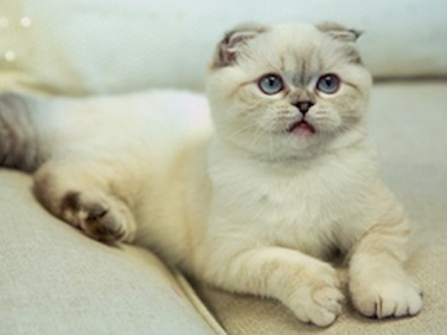 Scottish Fold