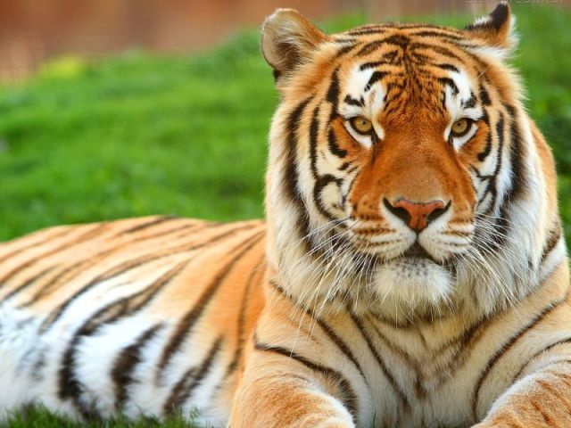Qual felino você seria?