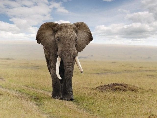 Elefante africano