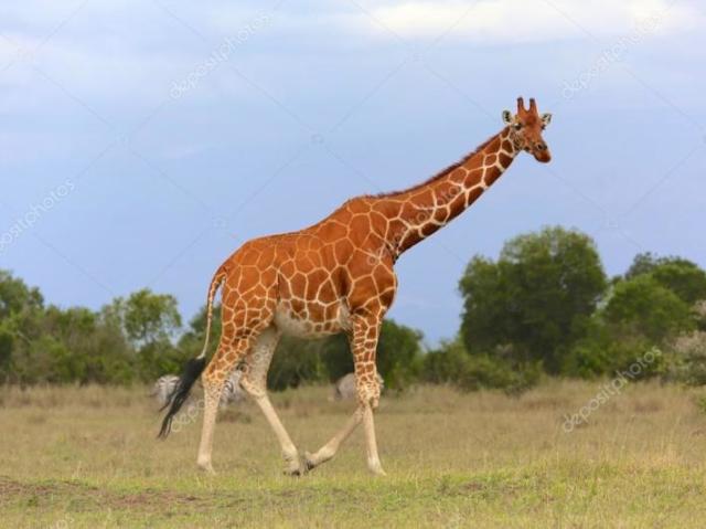 Girafa