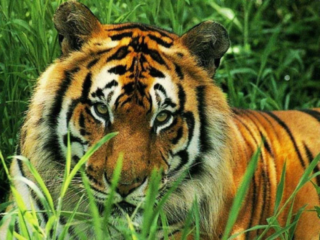 TIGRE